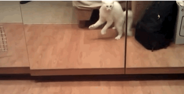 1000016667.gif