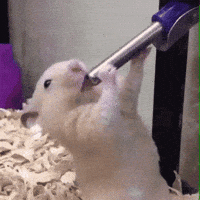 1000180334.gif