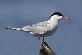 65630