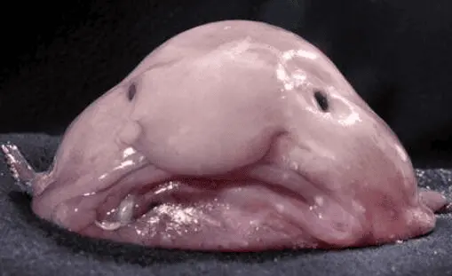72676