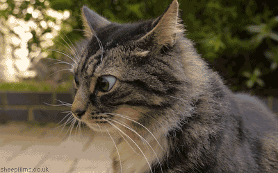 1754749792023.gif