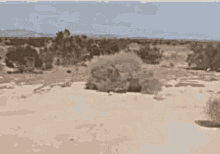 22052.gif