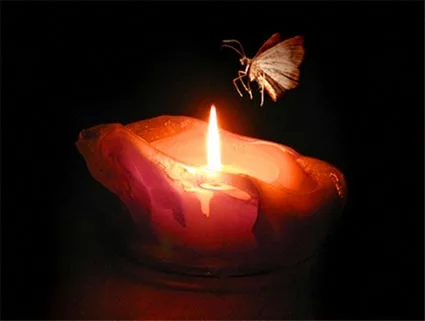 77805-moth-to-solar-flame.webp