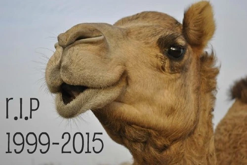 860_Camel_PB.webp
