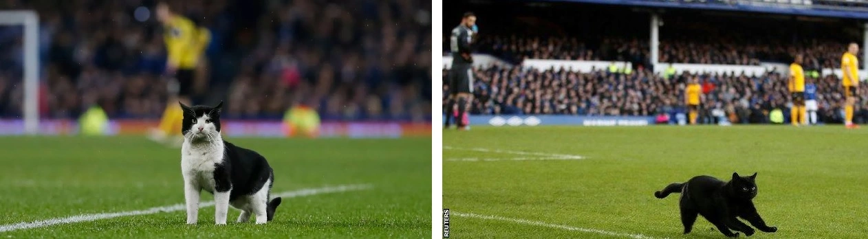 catsatgoodison.webp