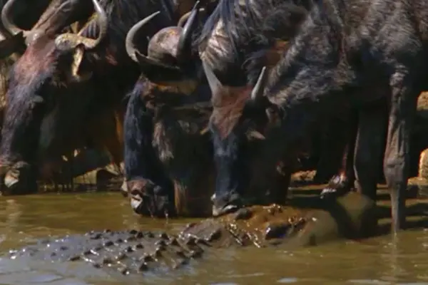Crocodile-strikes-wildebeest.webp