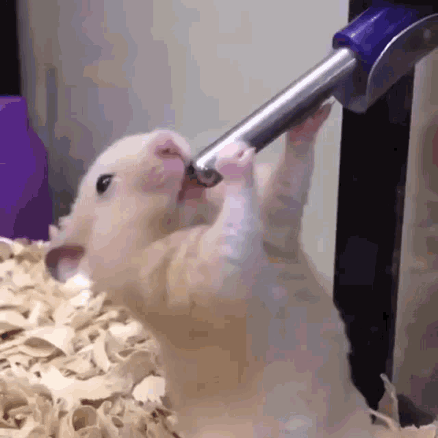 deepthroat-hamster.gif