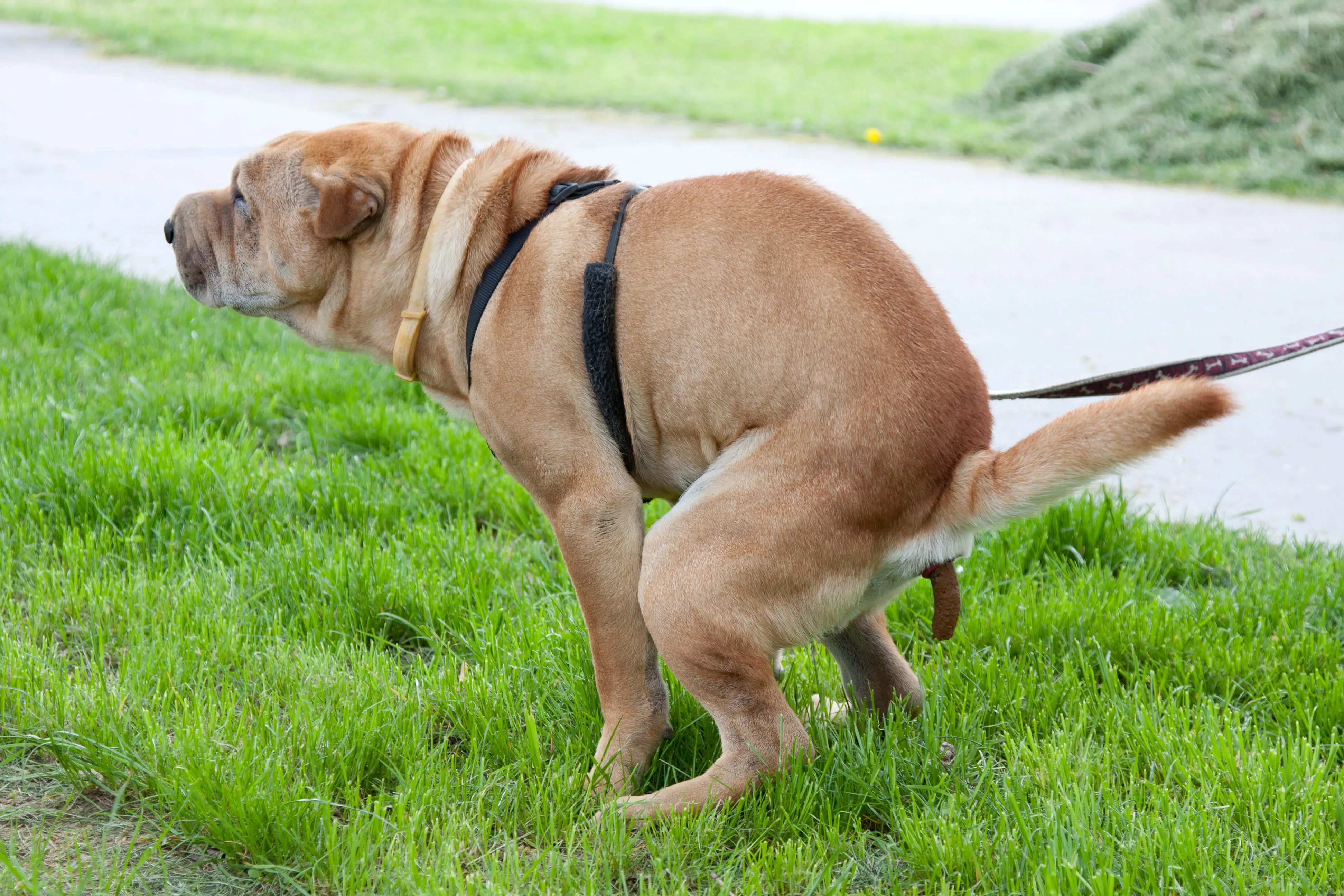 Depositphotos_9887128_original_aj3nmp.webp