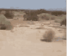 desert-tumble-weed.gif
