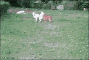 Dog Bush.gif