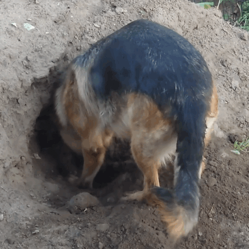 dog-dig.gif