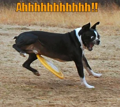 dog-hit-with-frsbee-in-privates.webp