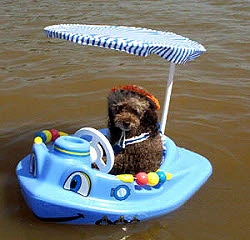 DOGINBOAT-250.webp