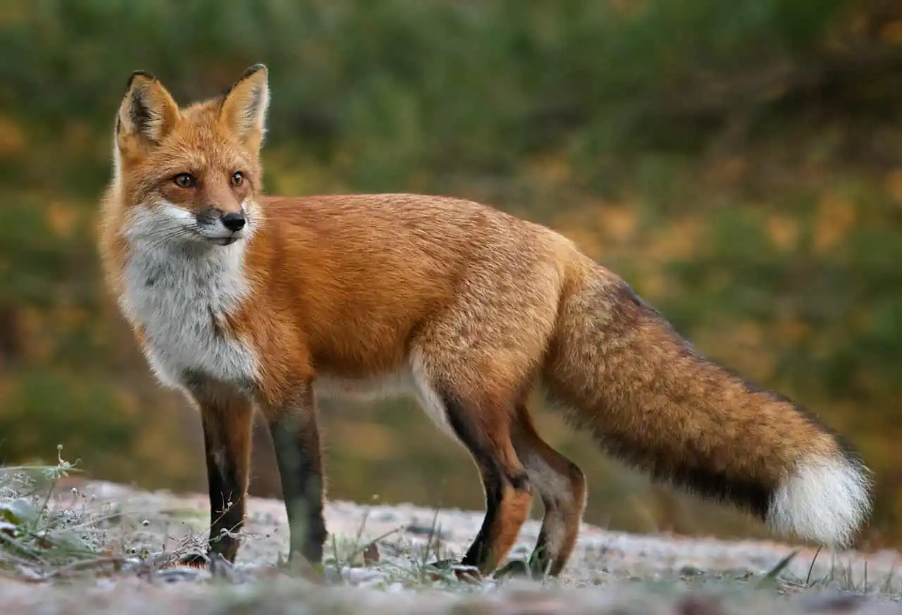 fox3.webp