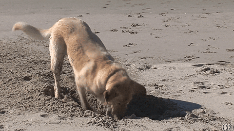 giphy(1).gif