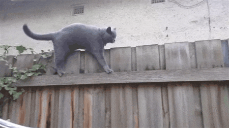 giphy (1).gif