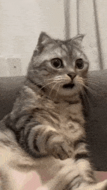 image (13).gif