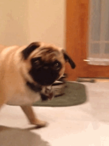 IMG_0673.gif