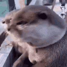 IMG_3286.gif