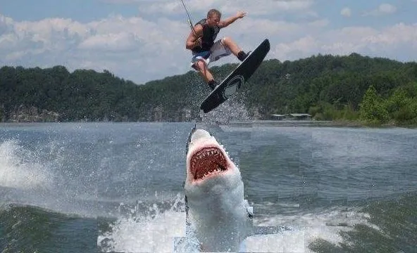 jumping-the-shark.webp