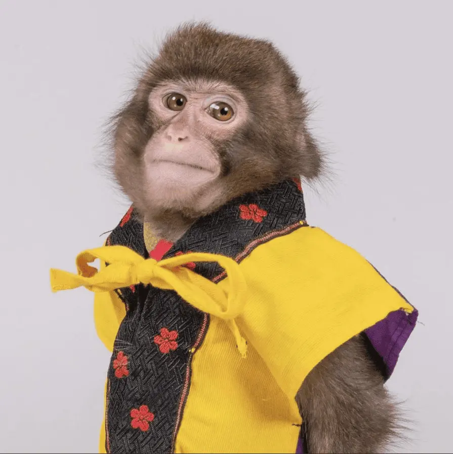 Monkey-in-a-suit.webp