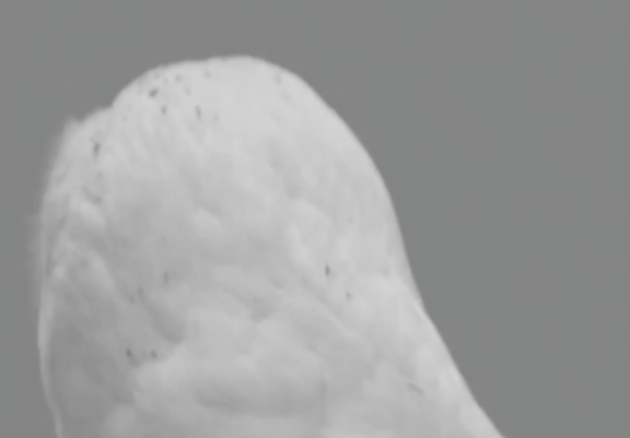 Owl 01.gif
