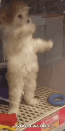 poodle-dancing-dog-poodle.gif