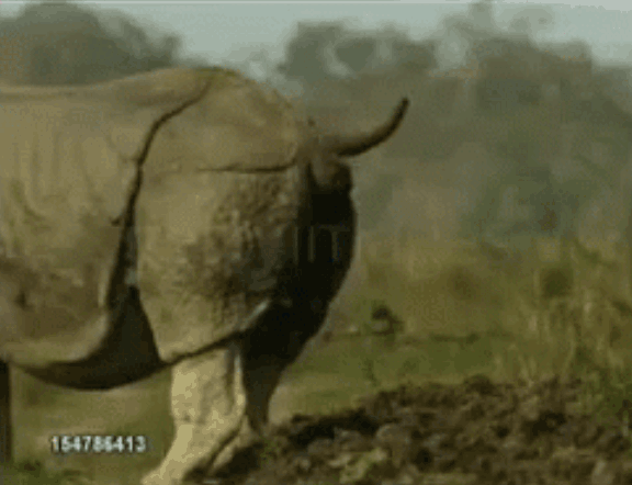 Rhino Shitting 02.gif