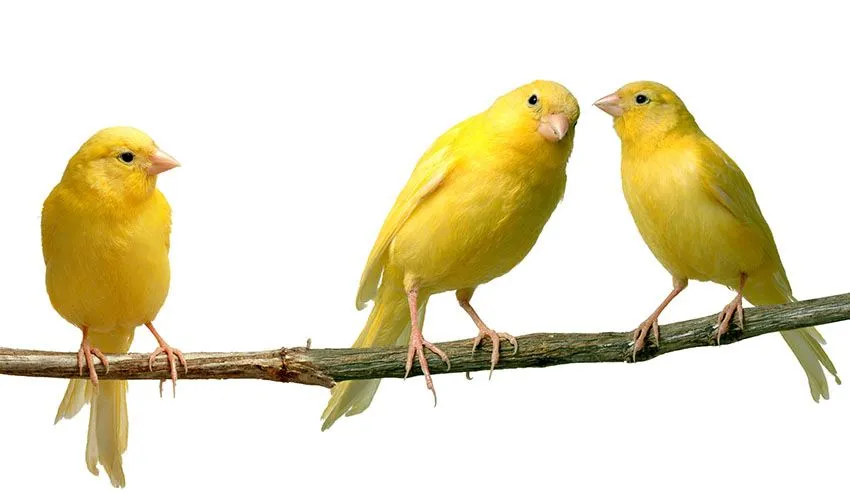three-canaries-on-perch.webp