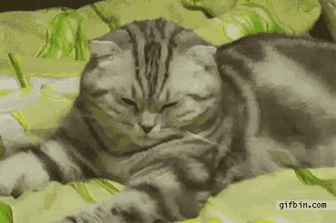 cats-tired.gif