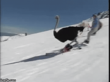 tzhbk.gif