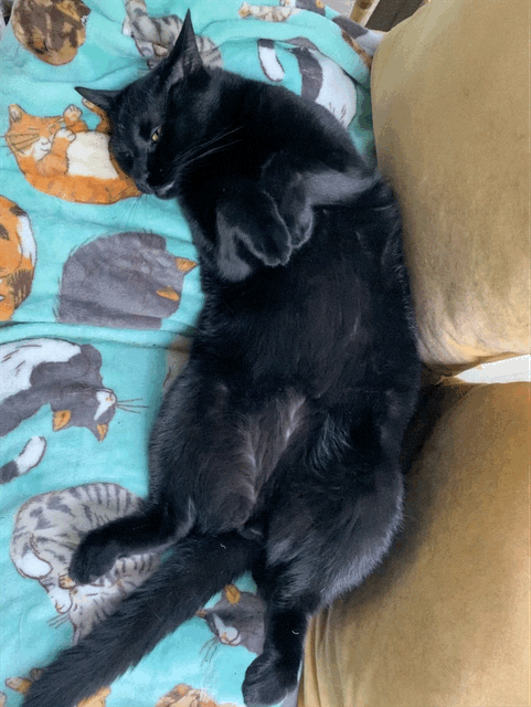 iEPUjBj.gif