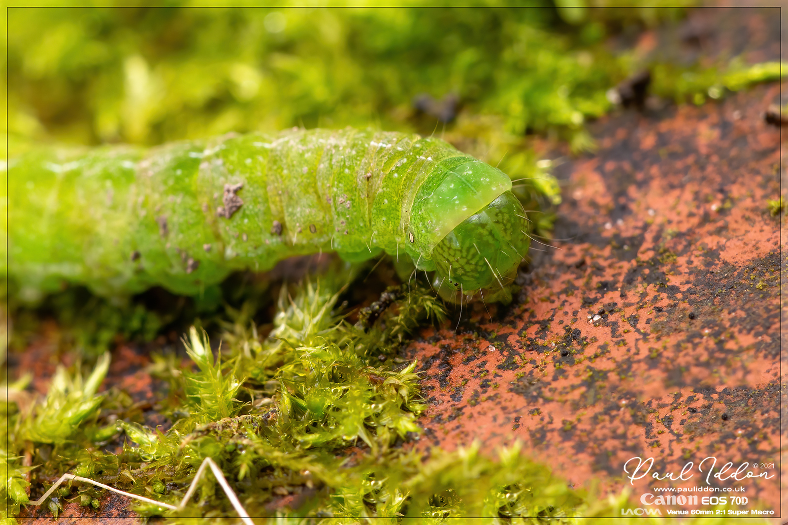 greencrop1-X3.jpg
