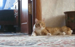 tumblr_me0sn8Bado1qh4t5j.gif