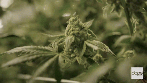 happy-time-cannabis.gif