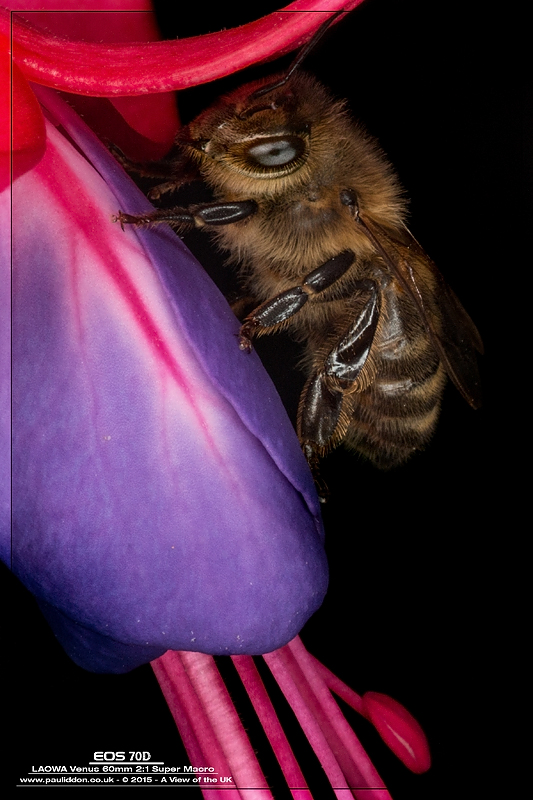 1200bee3_3.jpg