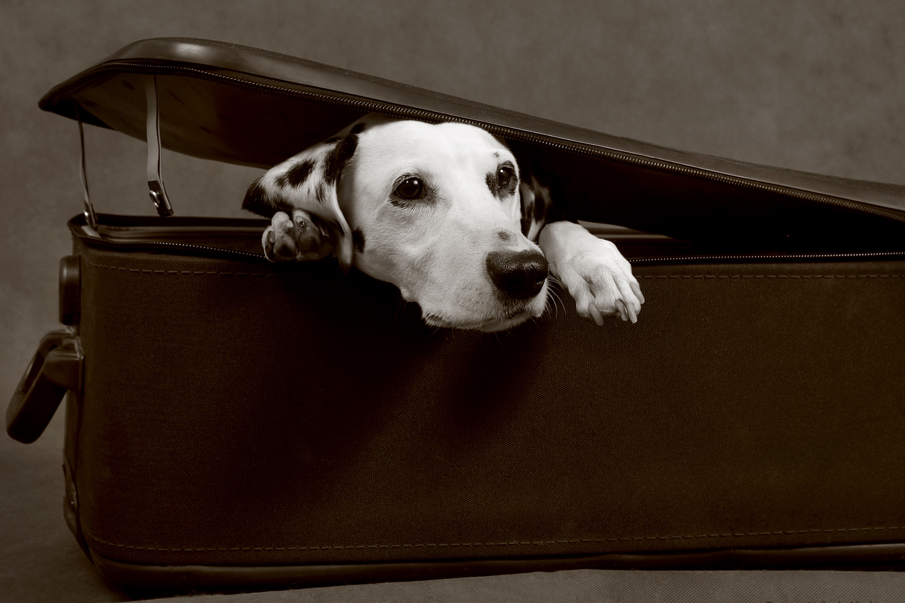 suitcase-dog.jpg