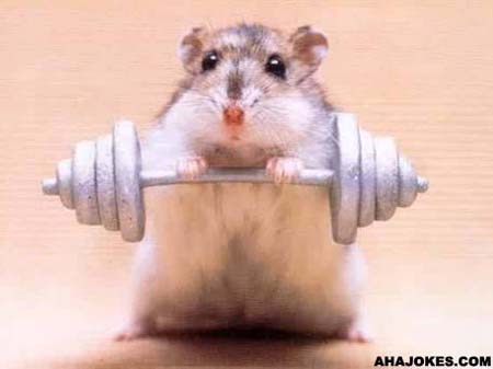 stronghamster.jpg