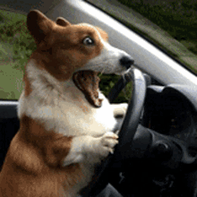 corgi-drive-code-brenden.gif