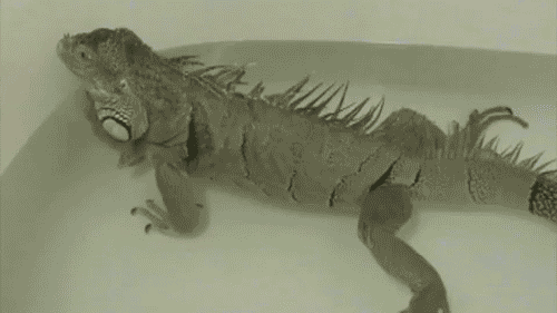 tumblr_loeshiO2351qctksvo1_500.gif