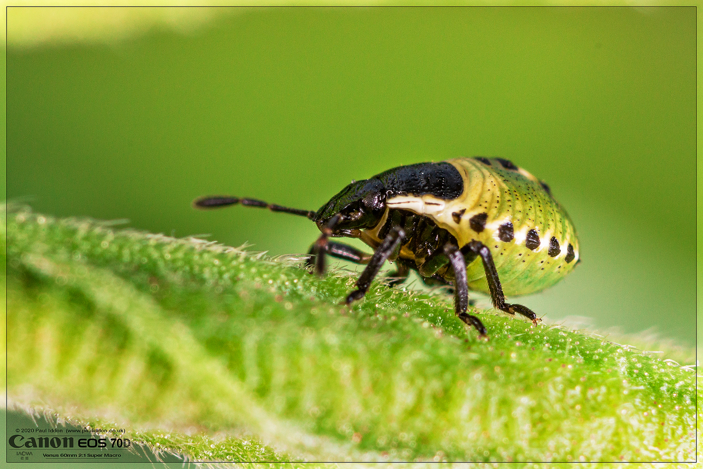 Instar02.jpg