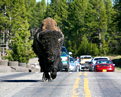 wyoming-yellowstone-animals.jpg