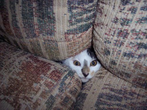 cats_hiding_24.jpeg