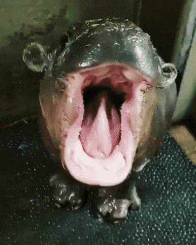 cute-hippo.gif