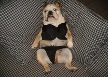 Funny%2BDogs.jpg