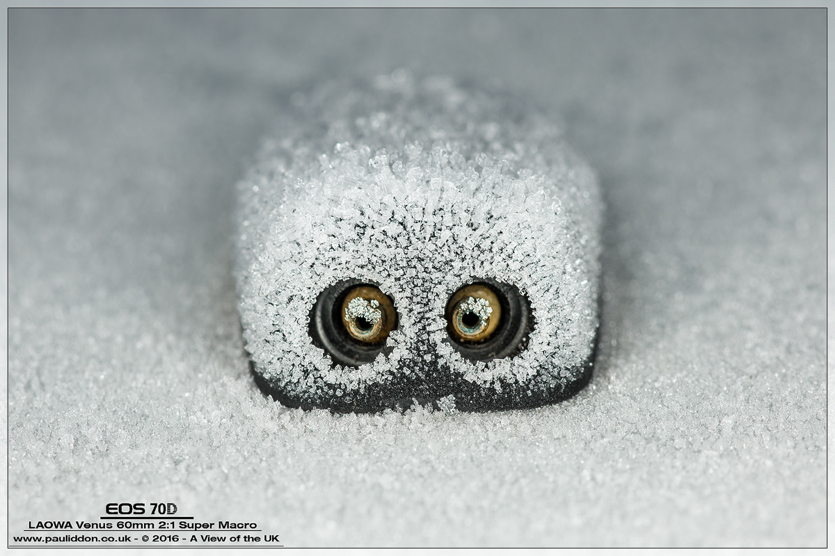 1200eyes.jpg