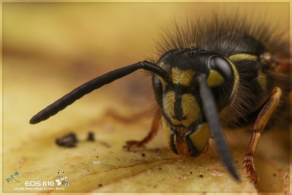wasp_08_g-XL.jpg