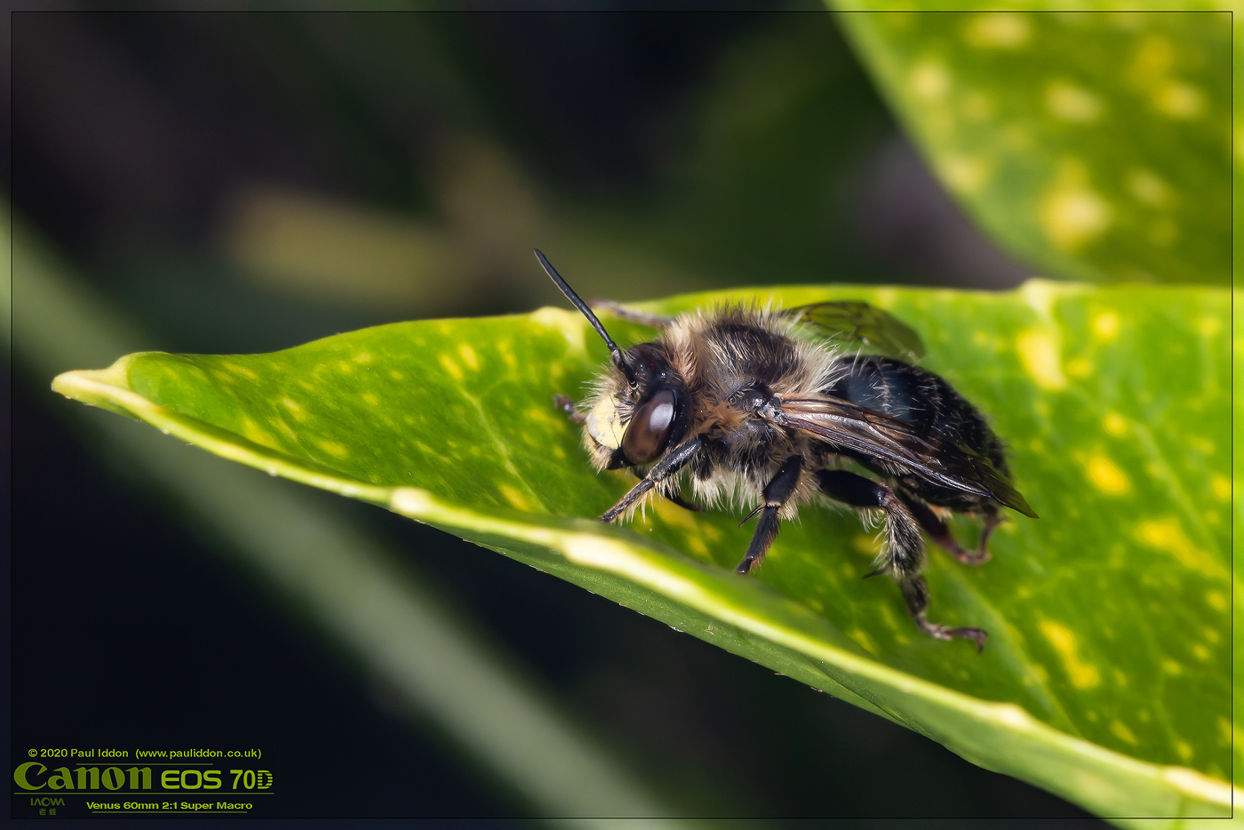 beezee01.jpg