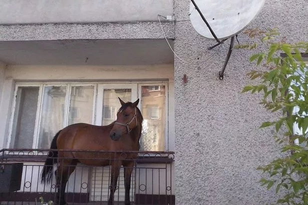 PAY-Balcony-horse.jpg