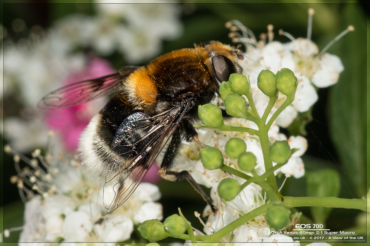 800bombus4.jpg